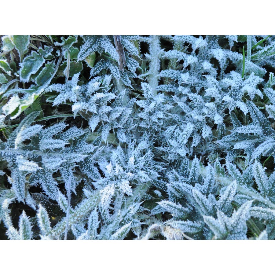 Spray effet givre Condor Plantes givrées avec le spray Condor, couvertes de givre blanc